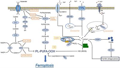 Iron accumulation and lipid peroxidation: implication of ferroptosis in hepatocellular carcinoma